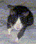 Omarin